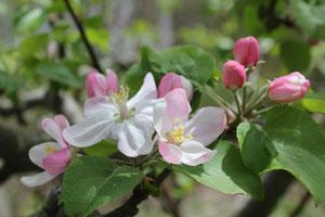 Maine Apple Blossoms