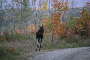 Maine Moose